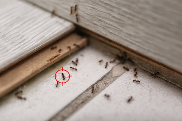 Best Wildlife Control Services  in Vincent, AL