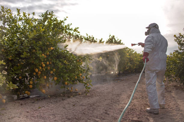 Best Local Pest Control Services  in Vincent, AL