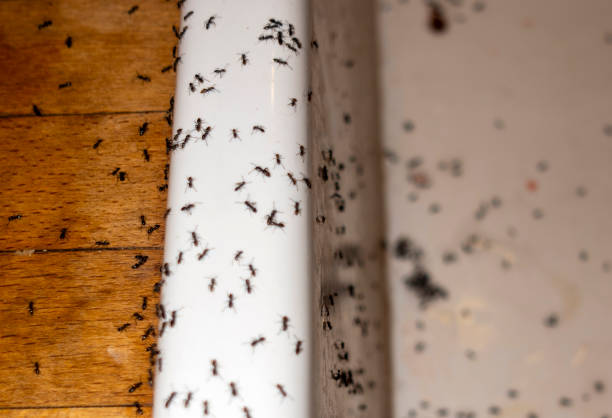 Best Insect Control  in Vincent, AL