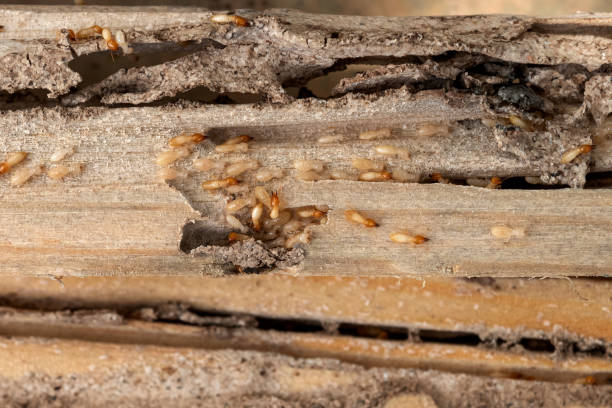 Best Mosquito Control Services  in Vincent, AL